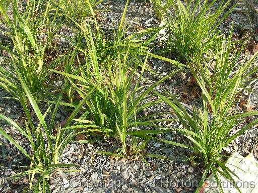 Dianella clumps 